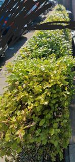 Beukenhaag fagus sylvatica tuin Haag, Tuin en Terras, Planten | Struiken en Hagen, Ophalen, Beukenhaag, Haag, 100 tot 250 cm
