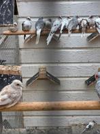 Bonte diemant duiven, Dieren en Toebehoren, Meerdere dieren, Overige soorten