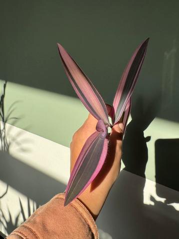 Tradescantia Pink Strips stekjes zeldzaam beschikbaar voor biedingen