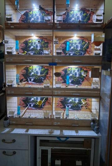  broedkooien 9 stuks beschikbaar voor biedingen