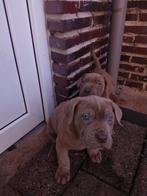 Stoere én lieve Cane Corso pups nog 1 teefje met paspoort, Parvo, Nederland, Overige rassen, 8 tot 15 weken