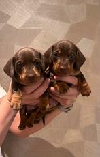 Te koop kortharige dwerg teckel SHOW pups met stamboom!, Dieren en Toebehoren, Honden | Teckels en Dashonden, 8 tot 15 weken, Korthaar