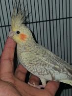 Tamme jonge valkparkieten, Dieren en Toebehoren, Vogels | Parkieten en Papegaaien, Geslacht onbekend, Parkiet