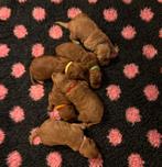 Australian labradoodle pups, Dieren en Toebehoren, Particulier, Rabiës (hondsdolheid), Meerdere, 8 tot 15 weken