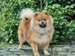 Teddydog (Teddy Dog Mini Chow), Dieren en Toebehoren, Honden | Poolhonden, Keeshonden en Oertypen, Keeshond, 15 weken tot 1 jaar