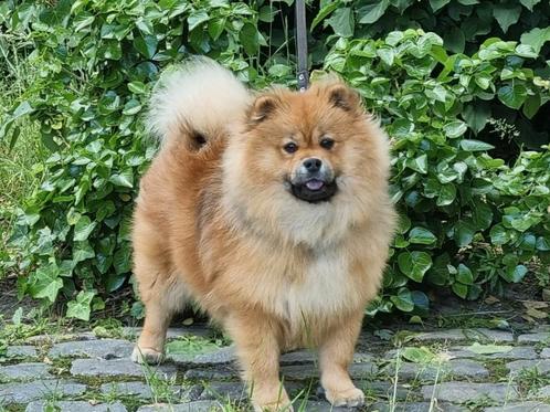 Teddydog (Teddy Dog Mini Chow), Dieren en Toebehoren, Honden | Poolhonden, Keeshonden en Oertypen, Meerdere dieren, Keeshond, Particulier