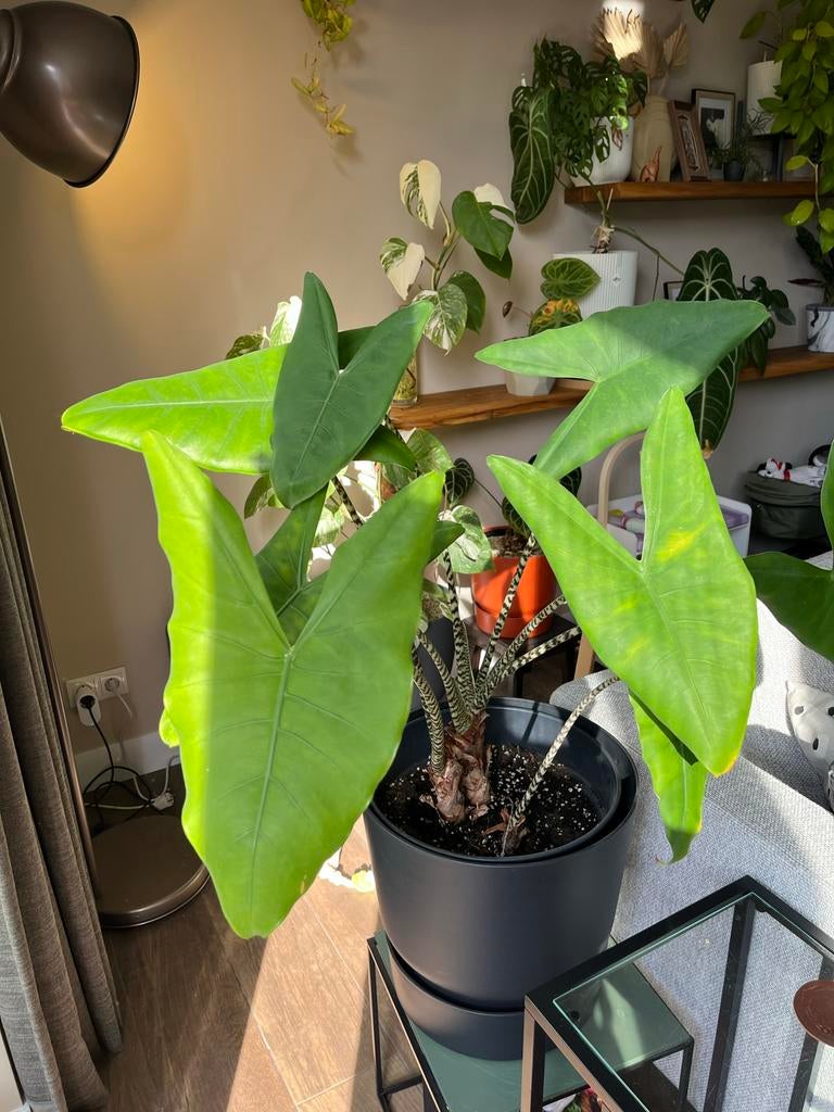 Alocasia Zebrina - 80cm hoog, Huis en Inrichting, Kamerplanten, Ophalen, Overige soorten, Halfschaduw, In pot