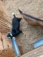Dwerggeitbok dwergbok, Dieren en Toebehoren, Schapen, Geiten en Varkens, Mannelijk, Geit