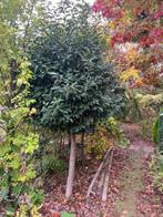 bomen, Lente, 100 tot 250 cm, Ophalen, Volle zon