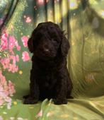 Australië labradoodle, CDV (hondenziekte), Overige rassen, 8 tot 15 weken, Meerdere