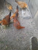 Toompje bruine krielkippen., Dieren en Toebehoren, Pluimvee, Vrouwelijk, Kip