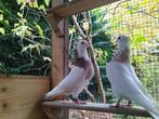 Duiven  6- Iraanse/Perzische hoogvlieger Toghi, Meerdere dieren, Tuimelaar of Roller