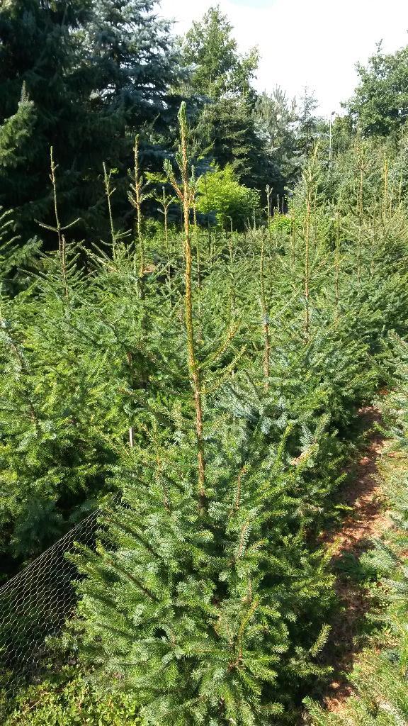 Kerstboom, Nordmann, Omorica, Blauwspar, Tuin en Terras, Planten | Bomen, Overige soorten, Minder dan 100 cm, Volle zon, Ophalen