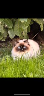 Ragdoll kittens, Meerdere dieren, 0 tot 2 jaar