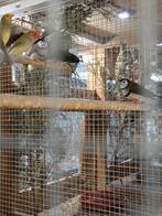 Rood kop binsen., Dieren en Toebehoren, Vogels | Overige Vogels, Mannelijk