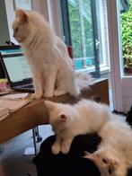 Cattery Snoweys place verkoopt 3 mannetjes kittens., Dieren en Toebehoren, Katten en Kittens | Raskatten | Langhaar, Kater, Met stamboom