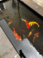 Mooie japanse koi karper 50 cm, Dieren en Toebehoren, Vissen | Vijvervissen, Karper of Koi