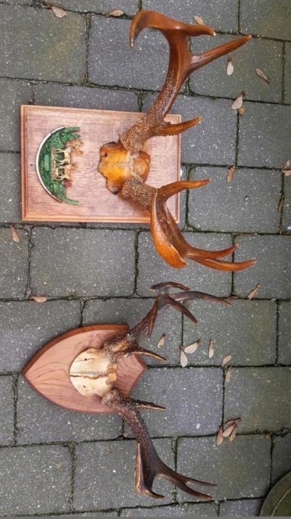 Witstaarthert whitetail antiek herten schedel gewei geweien, Verzamelen, Dierenverzamelingen, Zo goed als nieuw, Gewei of Kop