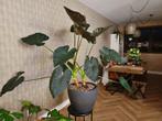 Grote Alocasia Regal Shields ‘Olifantsoor’, Huis en Inrichting, Kamerplanten, Ophalen, Halfschaduw, Minder dan 100 cm