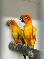 Zonparkiet, Dieren en Toebehoren, Vogels | Parkieten en Papegaaien, Meerdere dieren, Parkiet, Geringd