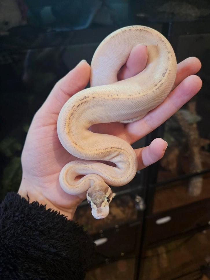 Koningspython- ballpython- python regius