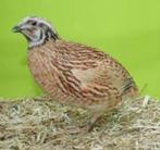 Japanse Kwartels.....te koop..........., Dieren en Toebehoren, Vogels | Overige Vogels, Meerdere dieren, Wildzangvogel, Tam