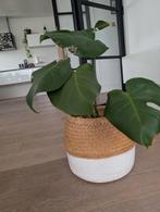Te koop: Monstera plant, Ophalen, Overige soorten, Minder dan 100 cm