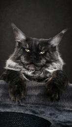 Maine coon DEKKATER | Black smoke | Uit Rusland | Stamboom