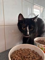 2 lieve htk katers, Kater