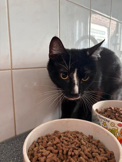 2 lieve htk katers, Dieren en Toebehoren, Katten en Kittens | Overige Katten, Kater