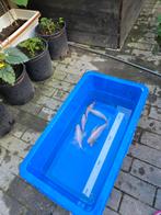 Koi karper sluierstaart, Dieren en Toebehoren, Ophalen of Verzenden, Zo goed als nieuw
