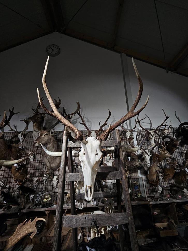 edelhert schedel met originele onderkaak sku 6, Verzamelen, Dierenverzamelingen, Nieuw, Schedel, Hert, Ophalen