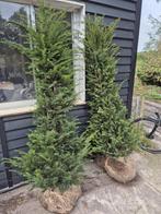 Taxus Baccata 180-200 cm voor een groenblijvende haag, Ophalen of Verzenden, Taxus, Haag, 100 tot 250 cm