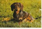kaart ruwharige teckel, zittend in gras, Ophalen of Verzenden, 1980 tot heden, Ongelopen, Hond of Kat