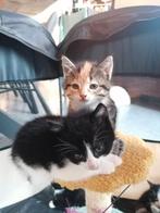 Nog 1 lieve kitten (poesje) beschikbaar, Meerdere dieren