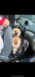 Pomeriaan teef 1,2 jaar met stamboom en reutje van 1,5, Dieren en Toebehoren, Honden | Poolhonden, Keeshonden en Oertypen, Keeshond