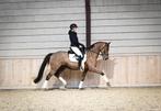 Z2 geklasseerde topper te koop rontgologisch goedgekeurd, Dieren en Toebehoren, Paarden, Merrie, Z, Gechipt, Dressuurpaard