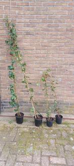 hedera, Overige soorten, Ophalen of Verzenden, 100 tot 250 cm