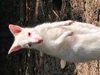 Witte wallaby Bennett mannelijk, Maart, Mannelijk