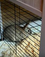 2 konijnen (mama + kindje voedster), Dieren en Toebehoren, Vrouwelijk, Overige typen, Tam