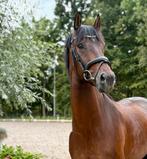 Super lieve 3 jarige Desperado x Johnson Ruin, Dieren en Toebehoren, Paarden, Minder dan 160 cm, Gechipt, Ruin, Dressuurpaard
