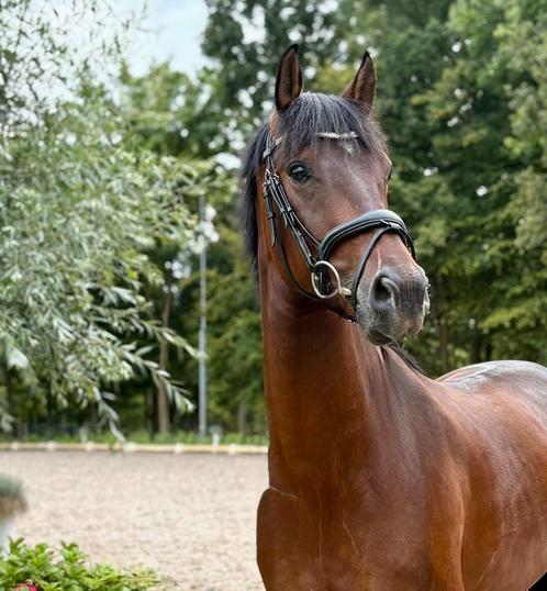Super lieve 3 jarige Desperado x Johnson Ruin, Dieren en Toebehoren, Paarden, Ruin, Zadelmak, Minder dan 160 cm, 3 tot 6 jaar