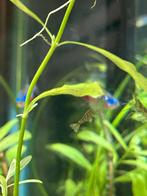 Neocaridina garnalen - natuurlijke kleur (wild type), Dieren en Toebehoren, Vissen | Aquariumvissen, Kreeft, Krab of Garnaal, Zoetwatervis