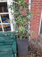 Plant in bak kunstplant, Tuin en Terras, Ophalen, Zo goed als nieuw, Rond, Minder dan 30 cm