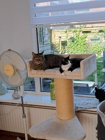 Vakantie opvang voor katten  beschikbaar voor biedingen