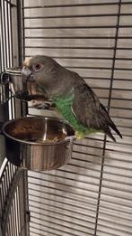 Hele tamme meyer papegaai met grote kooi, Dieren en Toebehoren, Vrouwelijk, Papegaai, Tam
