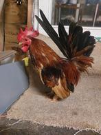 Broedeieren serama's, Dieren en Toebehoren, Pluimvee, Meerdere dieren, Kip