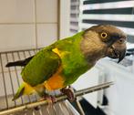 Super tamme bonte boer papegaai te koop), Dieren en Toebehoren, Vogels | Parkieten en Papegaaien, Mannelijk, Papegaai, Tam