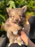 Unieke en onweerstaanbare pup zoekt zijn gouden mandje! ️, Reu, CDV (hondenziekte), 8 tot 15 weken, Eén hond