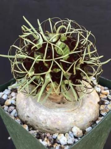 Caudex Brachystema Barberae potmaat 20cm beschikbaar voor biedingen